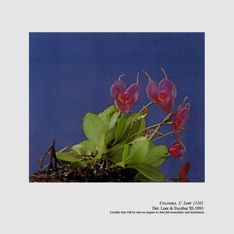 Lepanthes tsubotae